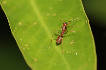 Close up red ant on green leaf in nature garden