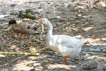 The white goose in the nature garden