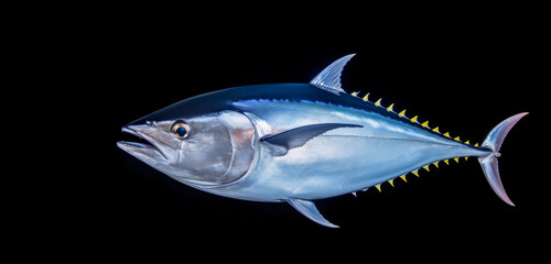 Bluefin tuna isolated on black background, thynnus saltwater fish, Atlantic Bluefin tuna is one of the largest, fastest, and most gorgeously coloured - obrazy, fototapety, plakaty