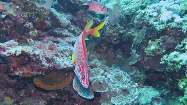 Red snapper swimming on the coral reef. Tropical fish with the damaged eye, closeup underwater video from scuba diving. Injured fish in the water, scuba diving trip.