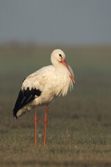 White stork resting at Bhigwan bird sanctuary, Maharashtra