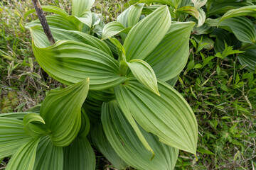 Obraz premium Mountain trail from Hirugadake to Mt. Tanzawa 