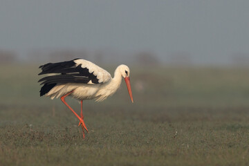 Portrait of a White stork at Bhigwan bird sanctuary, Maharashtra