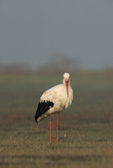 White stork in an island at Bhigwan bird sanctuary, Maharashtra