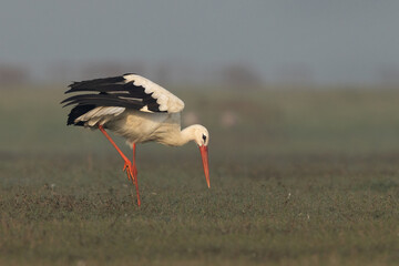 White stork stretching its wings while preening at Bhigwan bird sanctuary, Maharashtra