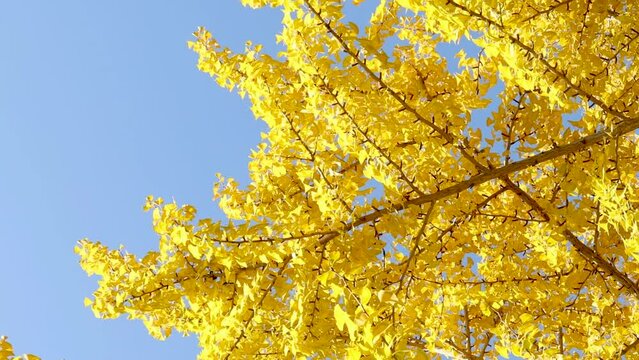 見上げたイチョウの木と秋の空（福岡市舞鶴公園）