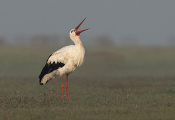 White stork with open bill at Bhigwan bird sanctuary, Maharashtra