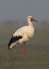 Closeup of a White stork at Bhigwan bird sanctuary, Maharashtra