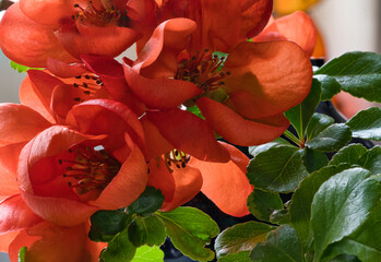 rosehip bush closeup photo made in the netherlands