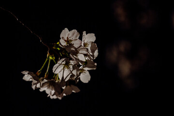 Obraz premium white cherry blossom