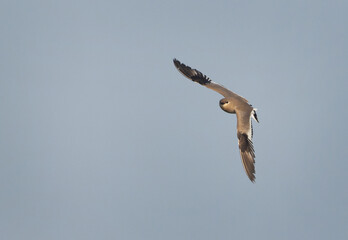 Little pratincole flying at Bhigwan bird sanctuary, Maharashtra
