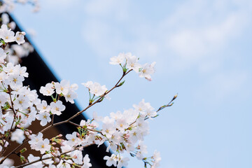 Fototapeta premium white cherry blossom