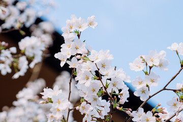 Naklejka premium white cherry blossom