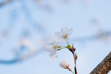 white cherry blossom
