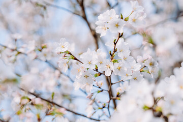 white cherry blossom