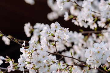 white cherry blossom