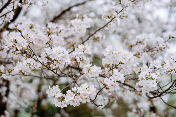white cherry blossom