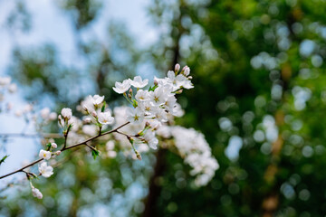 Obraz premium white cherry blossom