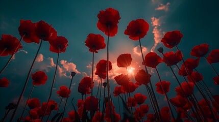 Sunset Silhouettes of Red Poppies Against a Blue Sky