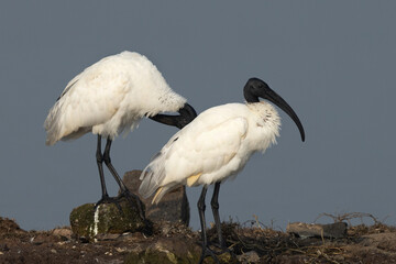 A pair of Black-headed ibis at Bhigwan bird sanctuary Maharashtra, India