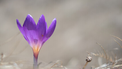 Crocus
