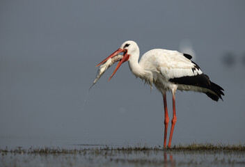 White stork trying to swallow a big fish at Bhigwan bird sanctuary, Maharashtr