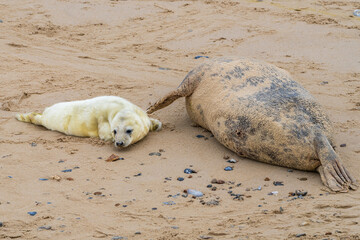 A baby seal with its mother resting on a beach