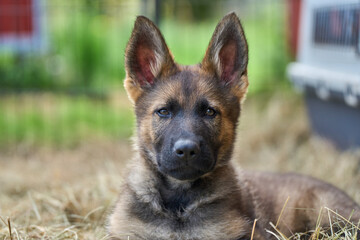 Beautiful gray German Shepherd puppy in a garden on an early summer day in Skaraborg Sweden