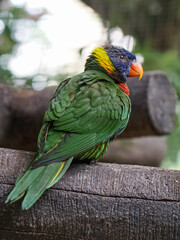 The coconut lorikeet (Trichoglossus haematodus), also known as the green-naped lorikeet, is a part of parrot family.
