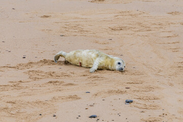 A baby seal resting on a beach