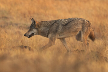 Closeup of a Indian wolf in its habitat at Bhigwan grassland, India