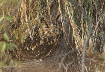 Rock eagle-owl perched on a tree at Bhigwan bird sanctuary Maharashtra