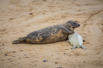 A baby seal with its mother resting on a beach