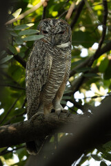 Mottled wood owl perched on a tree at Bhigwan bird sanctuary Maharashtra