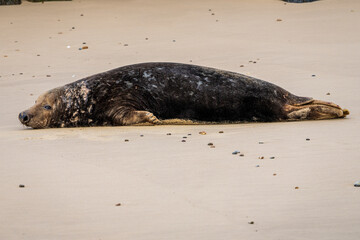 A seal resting on a beach