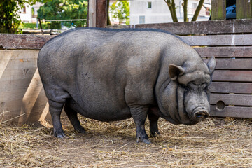 A black pot-bellied pig in its enclosure