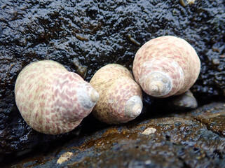 3 sea shells in a row on a rock