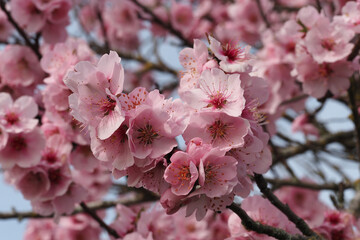Mandelblüte bei Siebeldingen, Pfalz