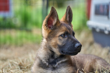 Beautiful gray German Shepherd puppy in a garden on an early summer day in Skaraborg Sweden