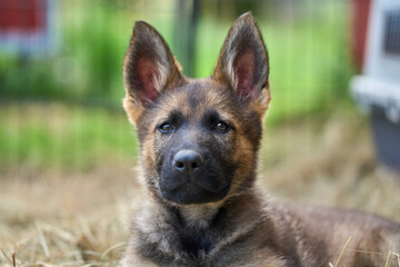 Beautiful gray German Shepherd puppy in a garden on an early summer day in Skaraborg Sweden