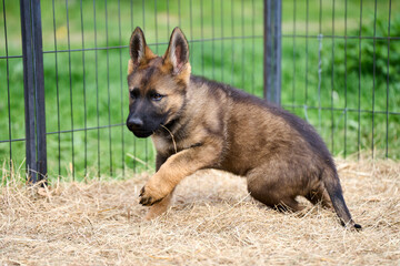 Beautiful gray German Shepherd puppy in a garden on an early summer day in Skaraborg Sweden