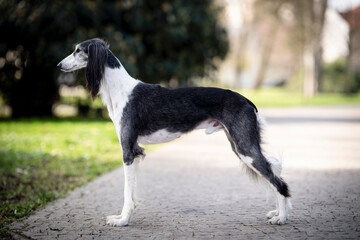 Majestic saluki hound portrait of a dog show champion