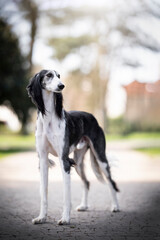 Portrait of saluki standing in the park