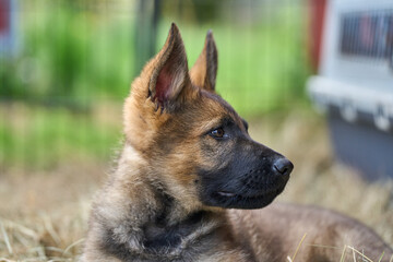 Beautiful gray German Shepherd puppy in a garden on an early summer day in Skaraborg Sweden