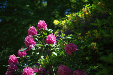 rhododendron flowers in spring