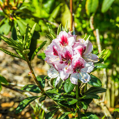 rhododendron flowers in spring