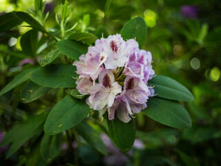 rhododendron flowers in spring