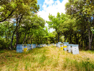 Bee hives in green forest. Beekeeping.
