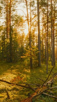 Europe. Forest Time Lapse, Timelapse. Beautiful Sunset Sun Sunshine In Sunny Autumn Coniferous Forest. Sunlight Sunrays Shine Through Woods In Forest Landscape. Fallen Tree Trunk. Shadow Motion.
