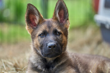Beautiful gray German Shepherd puppy in a garden on an early summer day in Skaraborg Sweden